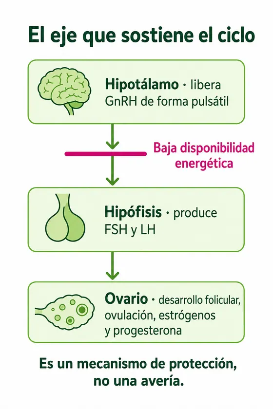 Esquema del eje que sostiene el ciclo: el hipotálamo libera GnRH, la hipófisis produce FSH y LH y el ovario ovula y produce estrógenos y progesterona; la baja disponibilidad energética corta la señal del hipotálamo