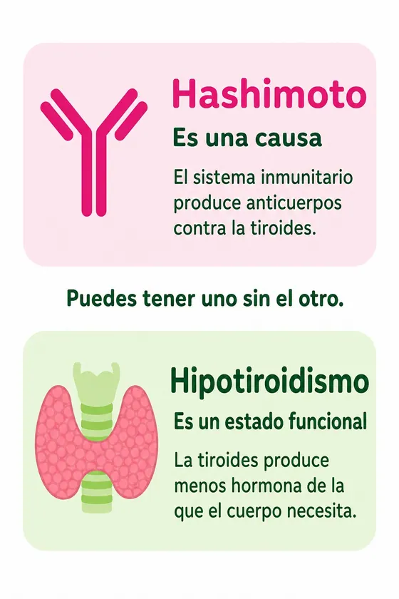 Esquema: Hashimoto es una causa (el sistema inmunitario produce anticuerpos contra la tiroides); hipotiroidismo es un estado funcional (la tiroides produce menos hormona de la que el cuerpo necesita). Puedes tener uno sin el otro.