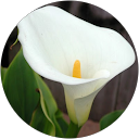 A. Santillan profile picture